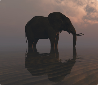 An elephant standing on a beach as the sun sets