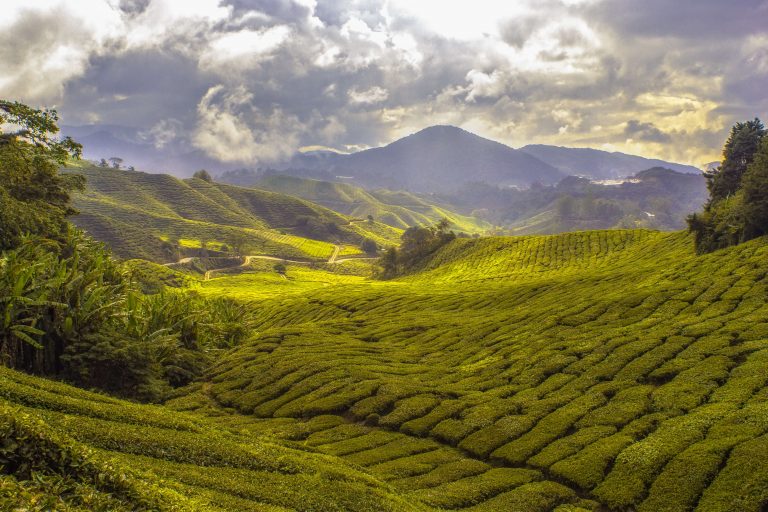 hills and mountains with a walkable path surrounded by trees and nature